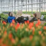 Die Arbeit in der Blumenwirtschaft und Gemüsewirtschaft