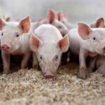 Die Arbeit auf der Schweinefarm