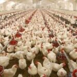 Agricultural program (poultry)