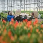 Horticultural program (flowers)