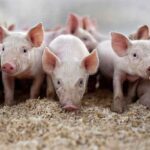 Die Arbeit auf der Schweinefarm